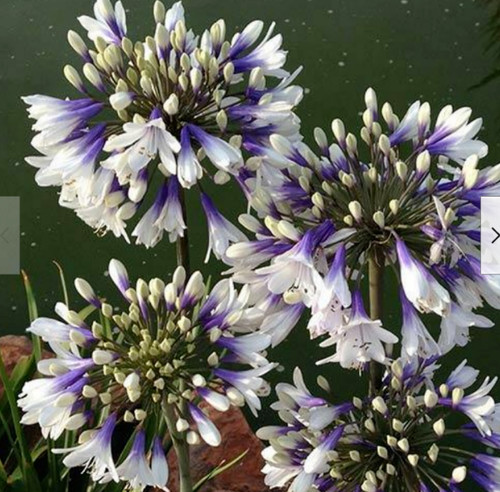 Agapanthus queen mum plant - mum,