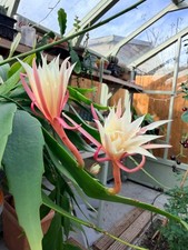 Epiphyllum Orchid fragrance
