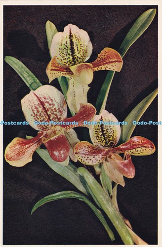 R455552 ladys slipper - slipper, orchid