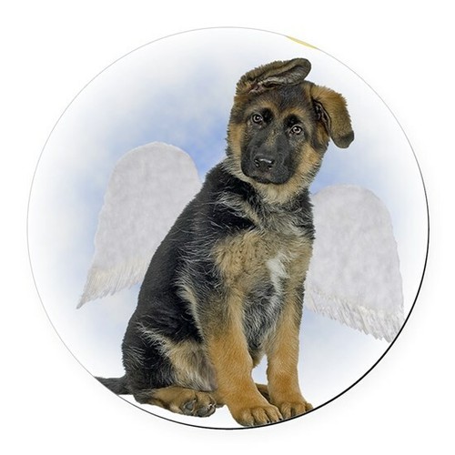German shepherd pup - shepherd, lustrous