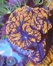 frag red blasto  Marine Coral