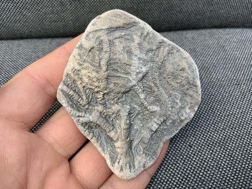 Rare jurassic crinoid - rare,