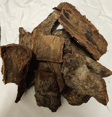 Epo obo sticks ficus - ,