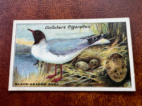 Gallaher birds nests eggs - -, &