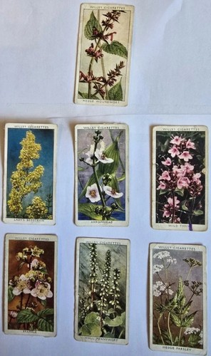 Antique 1913 wild flowers - 1913., flowers"