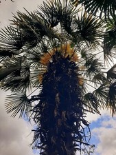 Growing Baby x9 Palm Trees Uk HARDY Tropical Garden Trachycarpus Seedlings Gifts