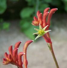 KANGAROO PAWS