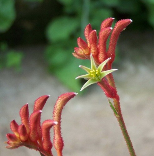 Kangaroo paws - kangaroo,
