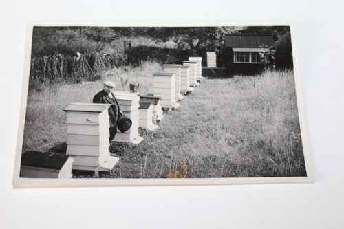 Vintage photograph bee - vintage,