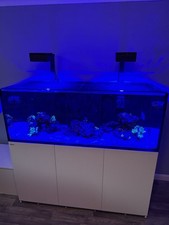 Red Sea 525xl G2 (Newest) Gloss White Marine Fish Tank, Stand And Sump