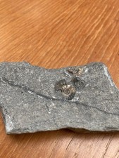 Ammonite Promicoceras Planicosta Charmouth, Dorset Fossil