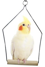 3289 Medium Wooden Swing Bird