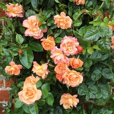 Climbing Rose - SCENT FROM HEAVEN - Fragrant BARE ROOT Perennial Garden PLANT