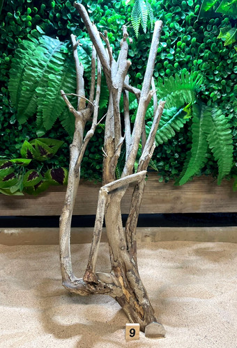 Talawa wood aquascaping - talawa,