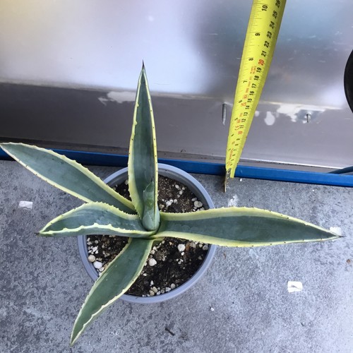 Agave americana variegated - agave,