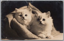 CAT Postcard Persian Kittens in Blanket Animal Real Photo RPPC c1957