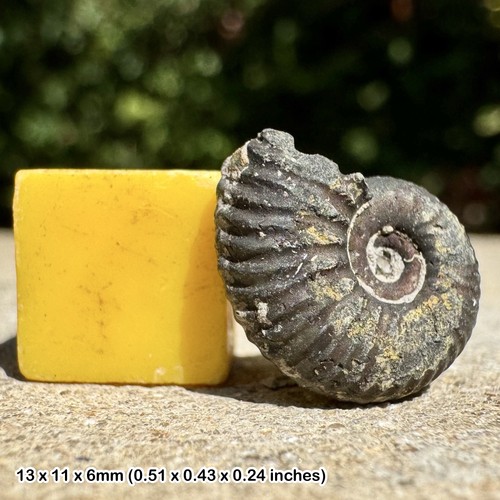 Scarburgiceras fossil ammonite - scarburgiceras,