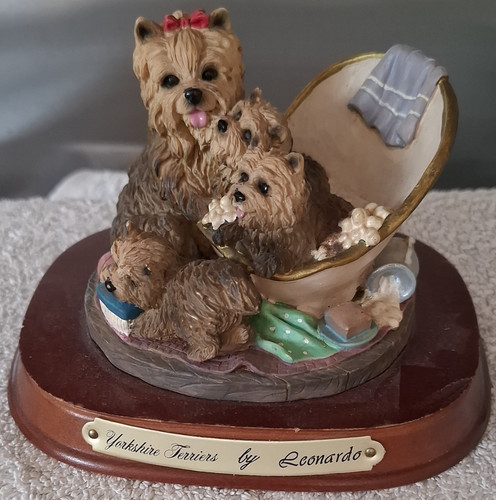 Leonardo yorkshire terrier - leonardo,