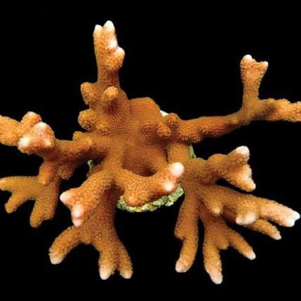 Aquacultured peach digitata - aquacultured,