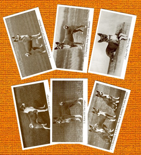 Basenji set six named dog - six,