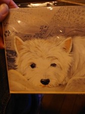 West Highland Terrier White