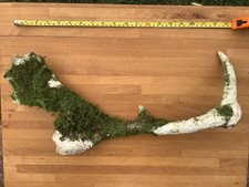 Deer Antler. Wild Cast Fallow