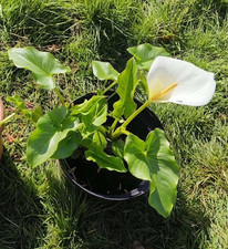1x White Calla Lily