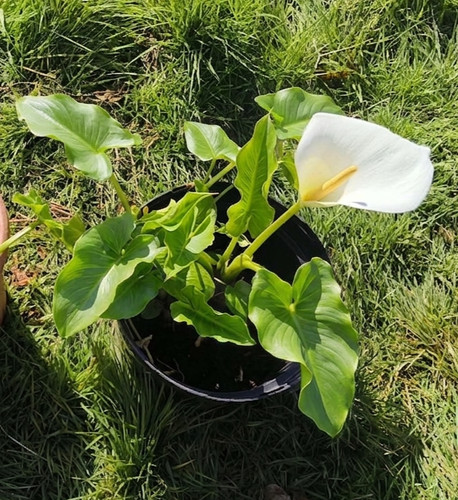 White calla lily - calla,