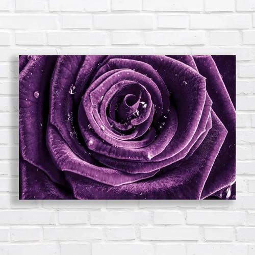 Close rose droplets - of,