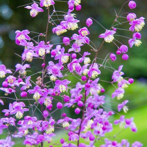 Thalictrum purple wings - purple,