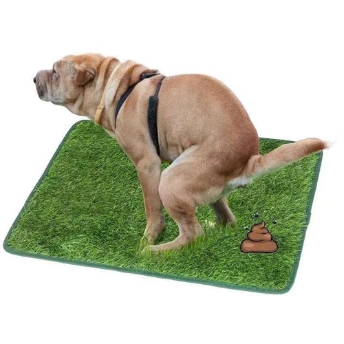 Pet dog toilet - pet, indoor