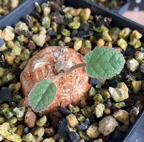 6cm dorstenia ellenbeckiana - 4.6cm,