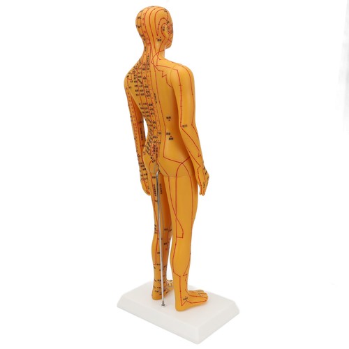 Human body acupuncture model - human,