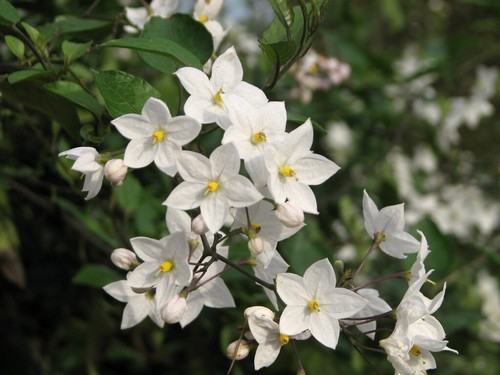 Solanum album climbing plant - album,