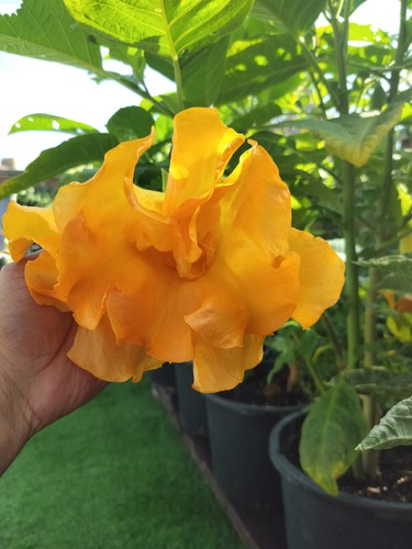Brugmansia virgil rooted - brugmansia,
