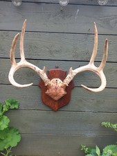  Taxidermy whitetail Stag Deer Antlers Horns Mounted On Shield 