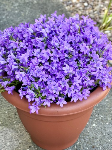 Campanula poscharskyana - x3,