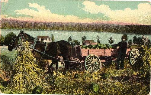Horse drawn hay wagon farm - hay,