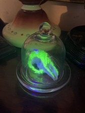 Uranium glass Rabbit Skull Oddities Curiosities..see description 