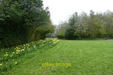 Photo 6x4 Daffodils in