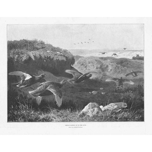 Archibald thorburn grouse - thorburn,