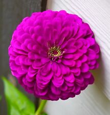250x Purple Zinnia Dahlia Giant Double Seeds - Flower