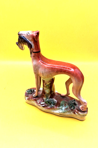 Staffordshire greyhound with