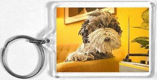 Dog listening radio - aa,