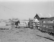Self help cooperative dairy
