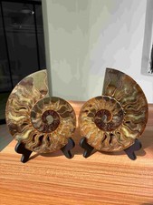 Large 6.7" Natural Ammonite