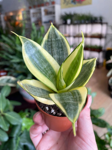 Sansevieria hahnii gold snake - hahnii, 'gold