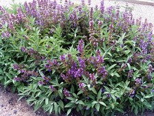 Salvia Officinalis Common Sage
