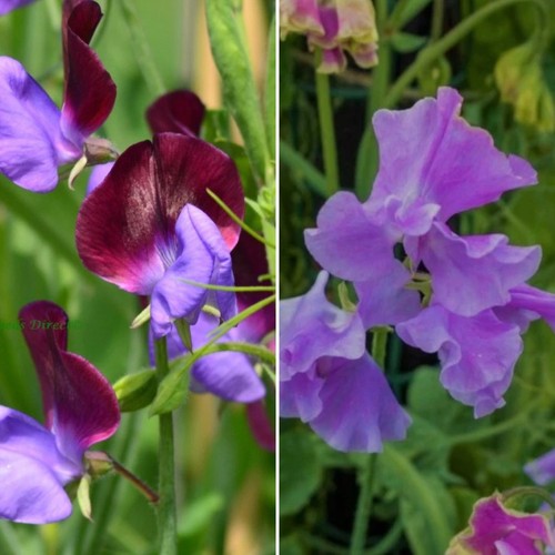 Sweet pea plug - plug, 10