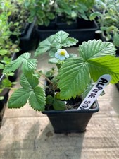 Mixed Herb Plants in 7cm pots